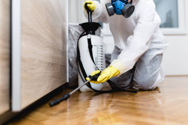 Wasp Removal Services in Galeville, NY
