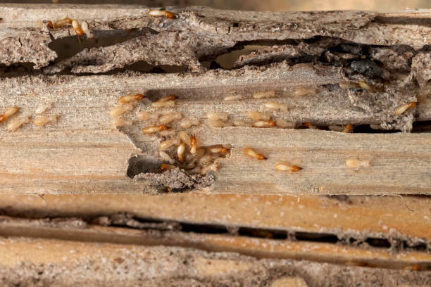 Bird Control in Galeville, NY